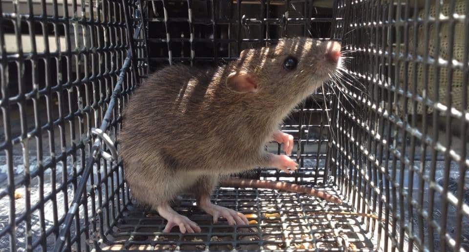 Rat in a cage trap