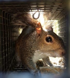 squirrel trapping