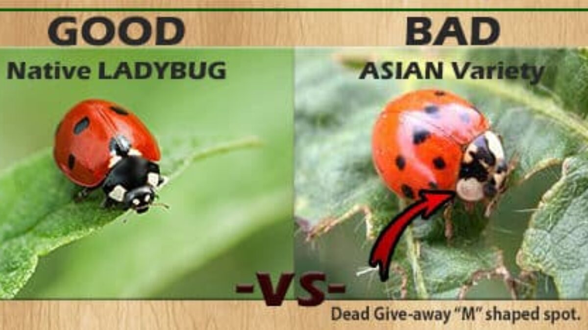Ladybug vs Asian Lady Beetles - Cascade Pest Control