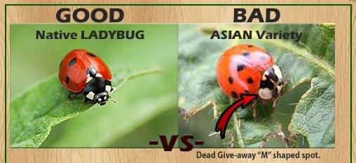 ladybug comparison