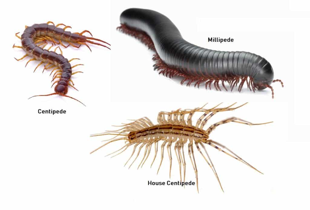 centipede - millipede control