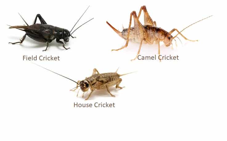 house crickets