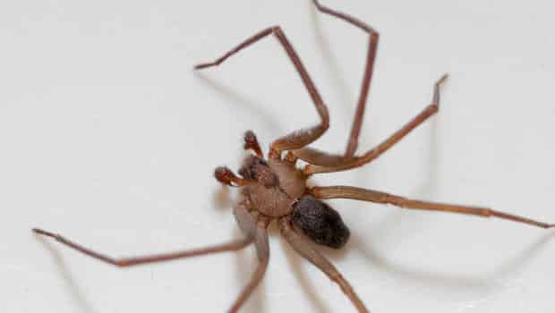 brown recluse spider control