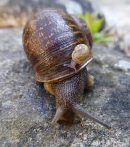snail slug control