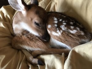 deer fawn rehab
