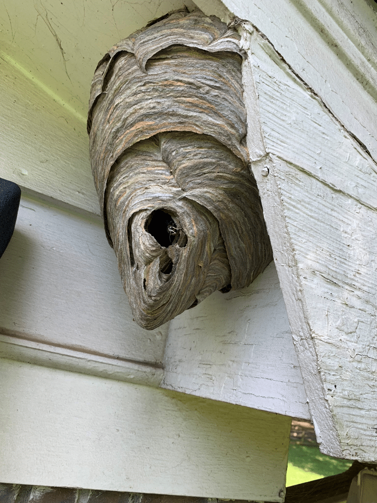 bald faced hornet hive