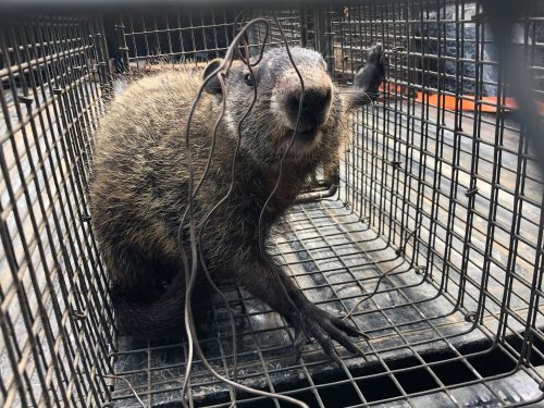 groundhog trapped