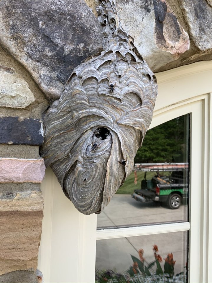 alpharetta hornet nest removal
