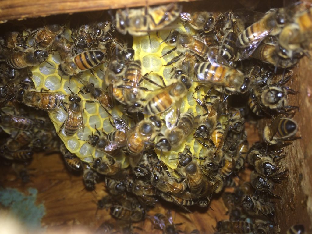 honeybee hive
