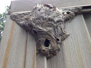 bald faced nest removal Suwanee