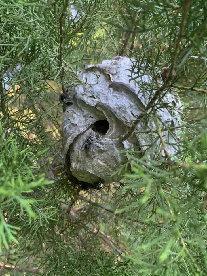 hornet nest removal