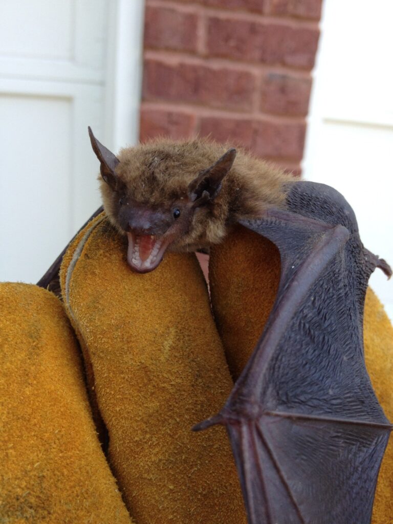 crabapple bat