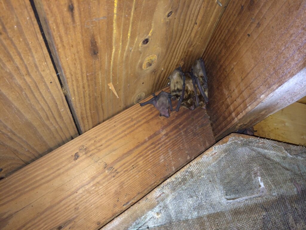 bats in my attic ball ground