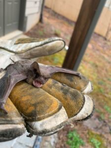 lawrenceville bat hand removed
