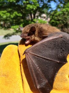 sandy Springs bat