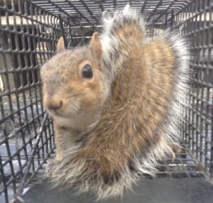 squirrel trapper