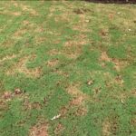 mole damage in yard
