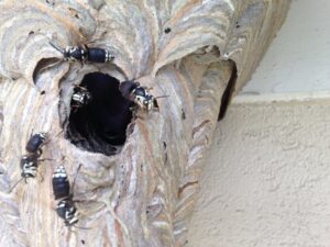 bald faced hornet nest - ball ground hornet nest removal