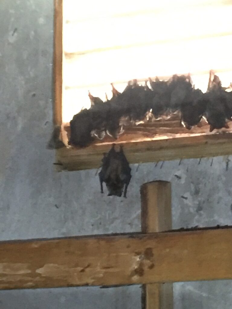  bats in attic