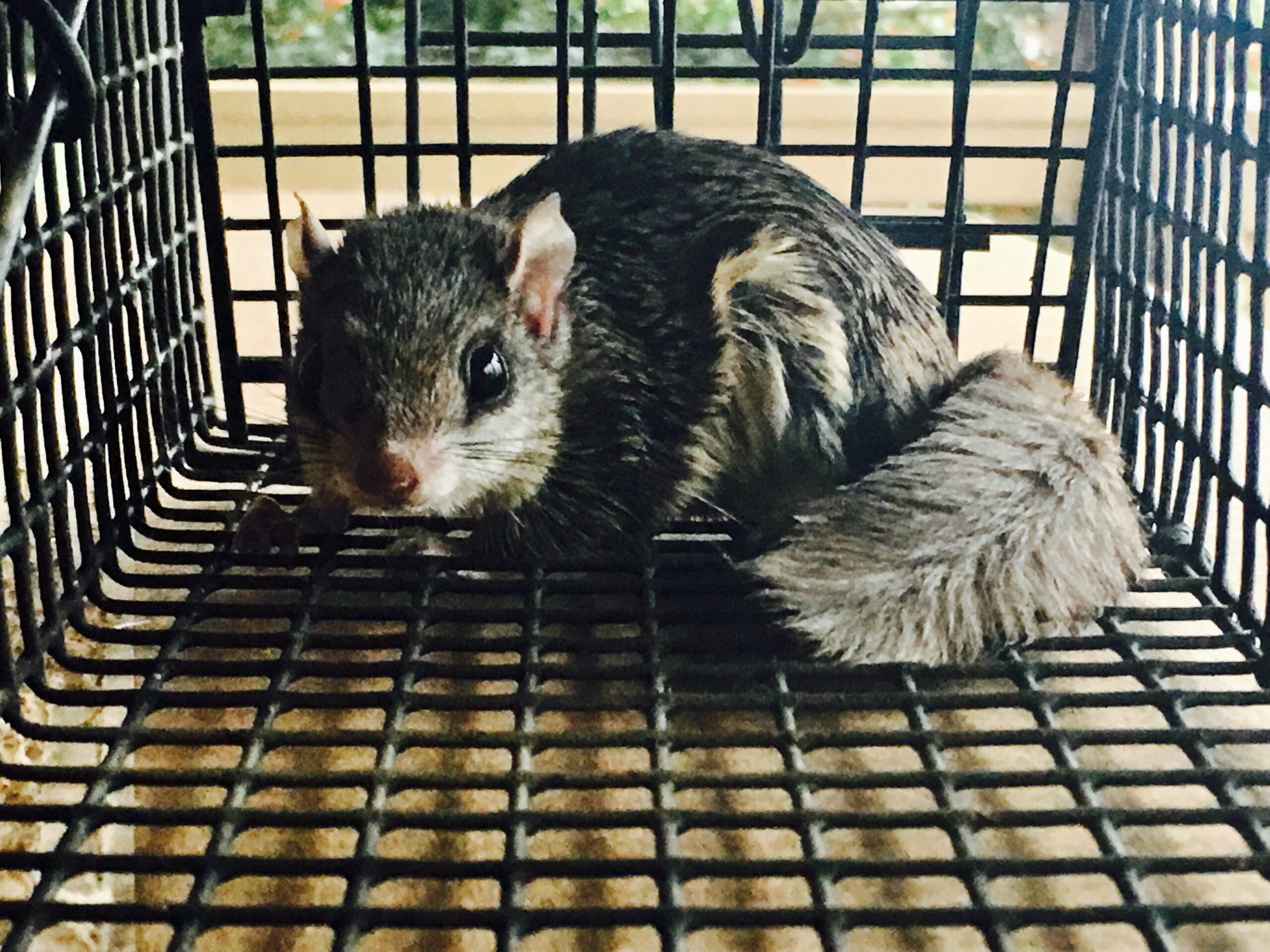 Affordable Possum Trapping - from Alpharetta to Dawsonville