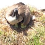 ball ground goose removal - goose control