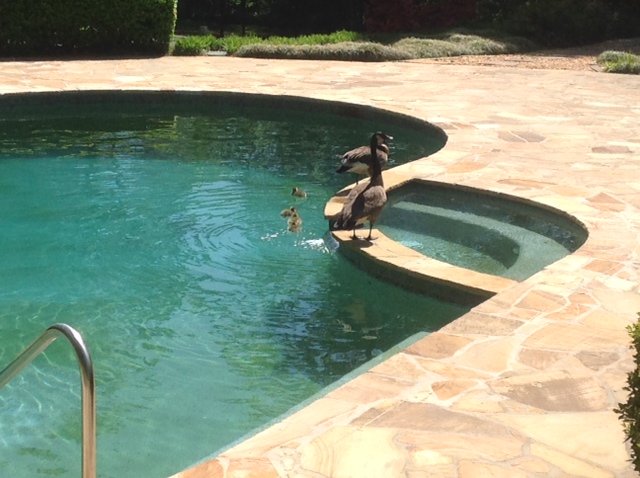 goose removal - goose control in Johns Creek