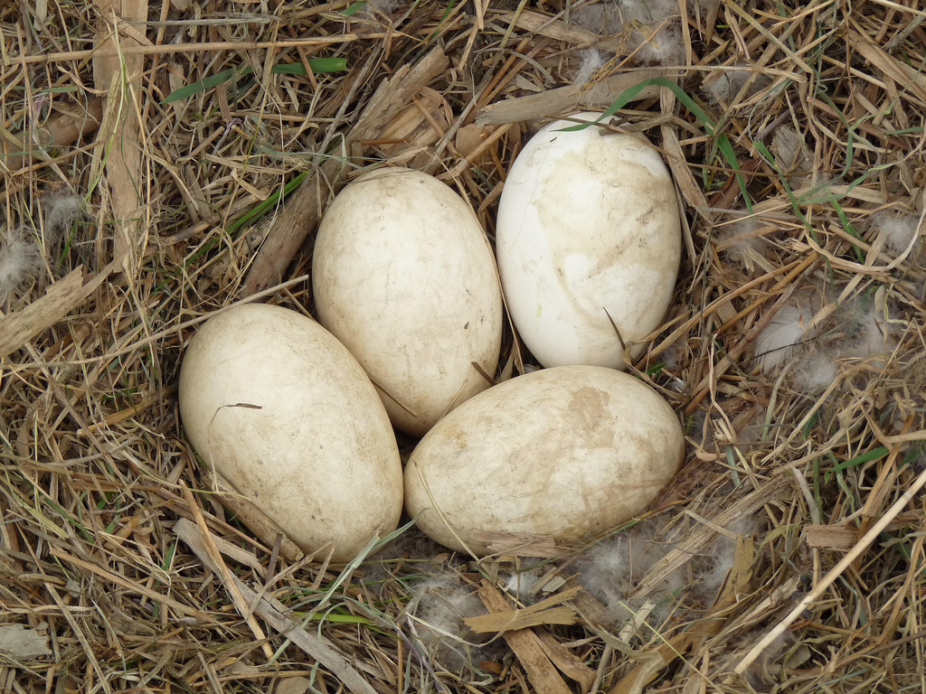big canoe goose nest - goose eggs