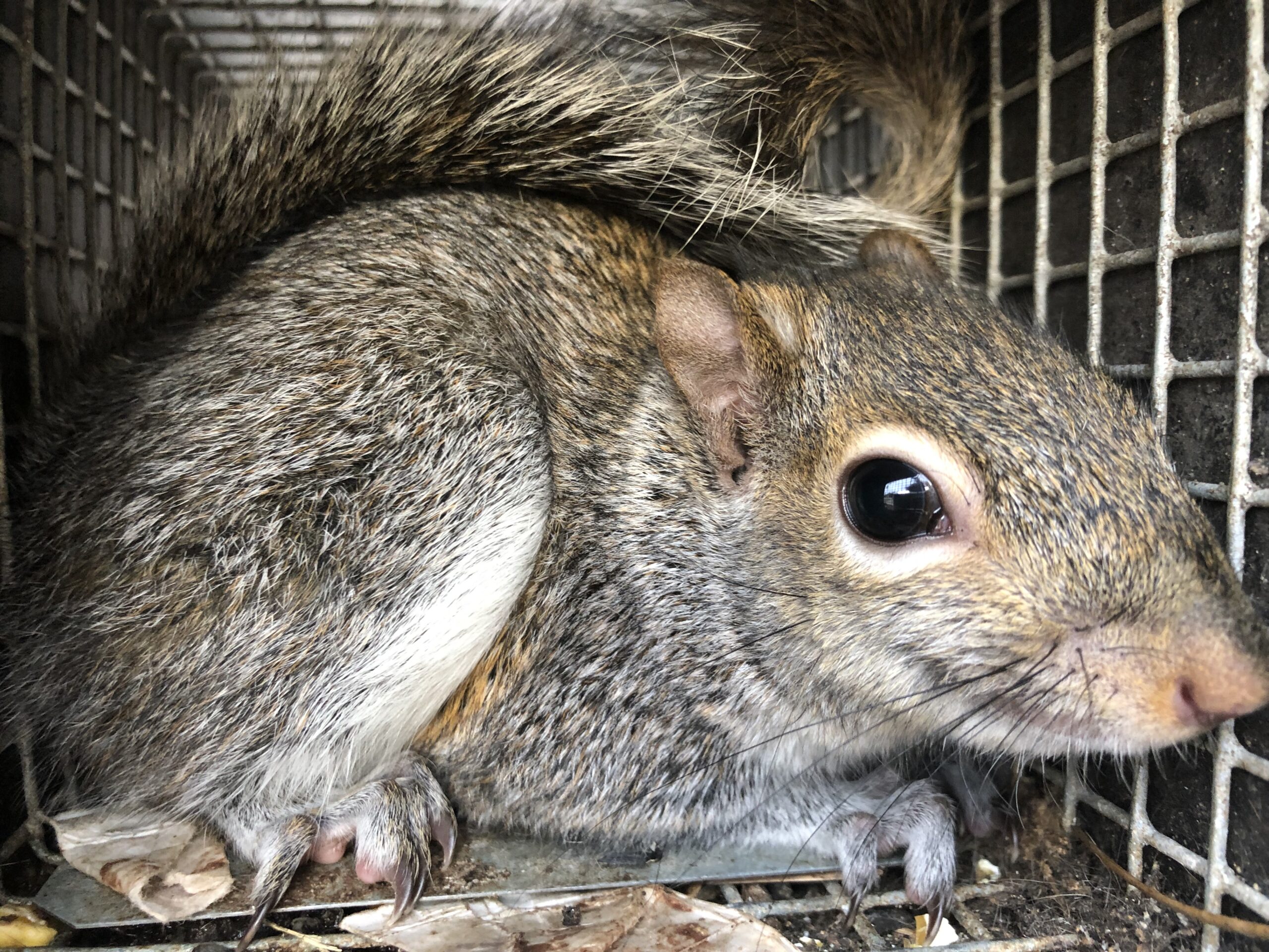 Squirrel in a humane cage trap.