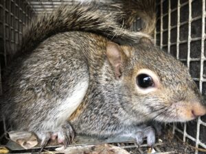 A squirrel in a humane cage trap