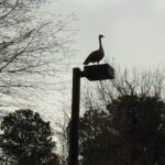 Johns Creek goose hazing - goose control