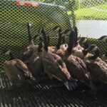ball ground goose removal - goose hazing
