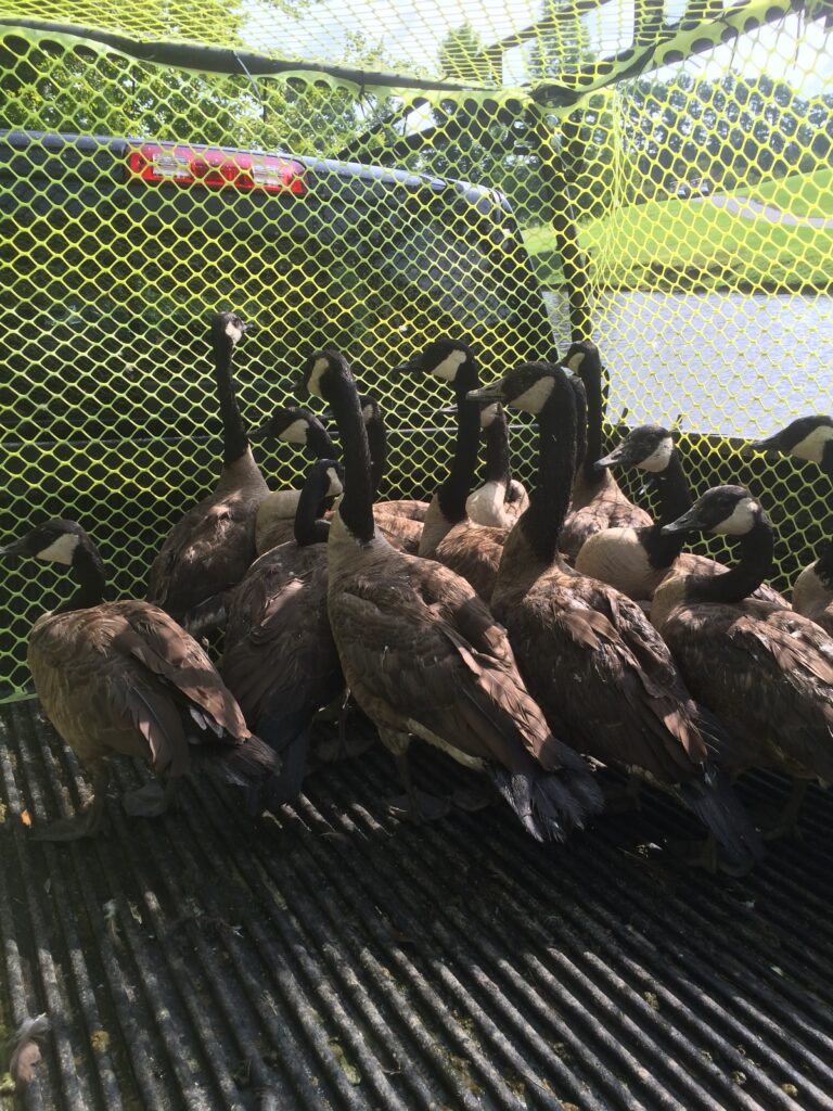 goose control - goose removal