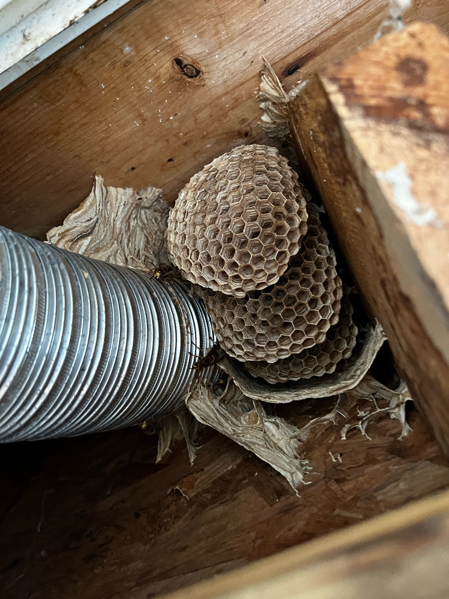 european hornets -  Dawsonville hive removal