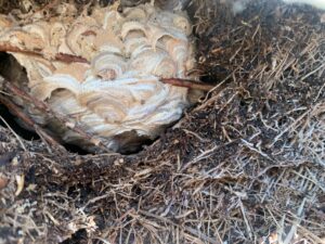 european nest Suwanee