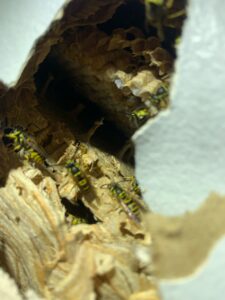 hive in wall Dahlonega