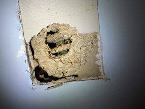 hornet nest in wall cumming