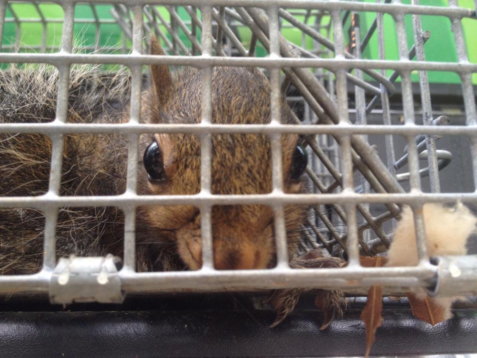 https://southernpest.biz/wp-content/uploads/2022/11/Marietta-Squirrel-Trappers.jpg