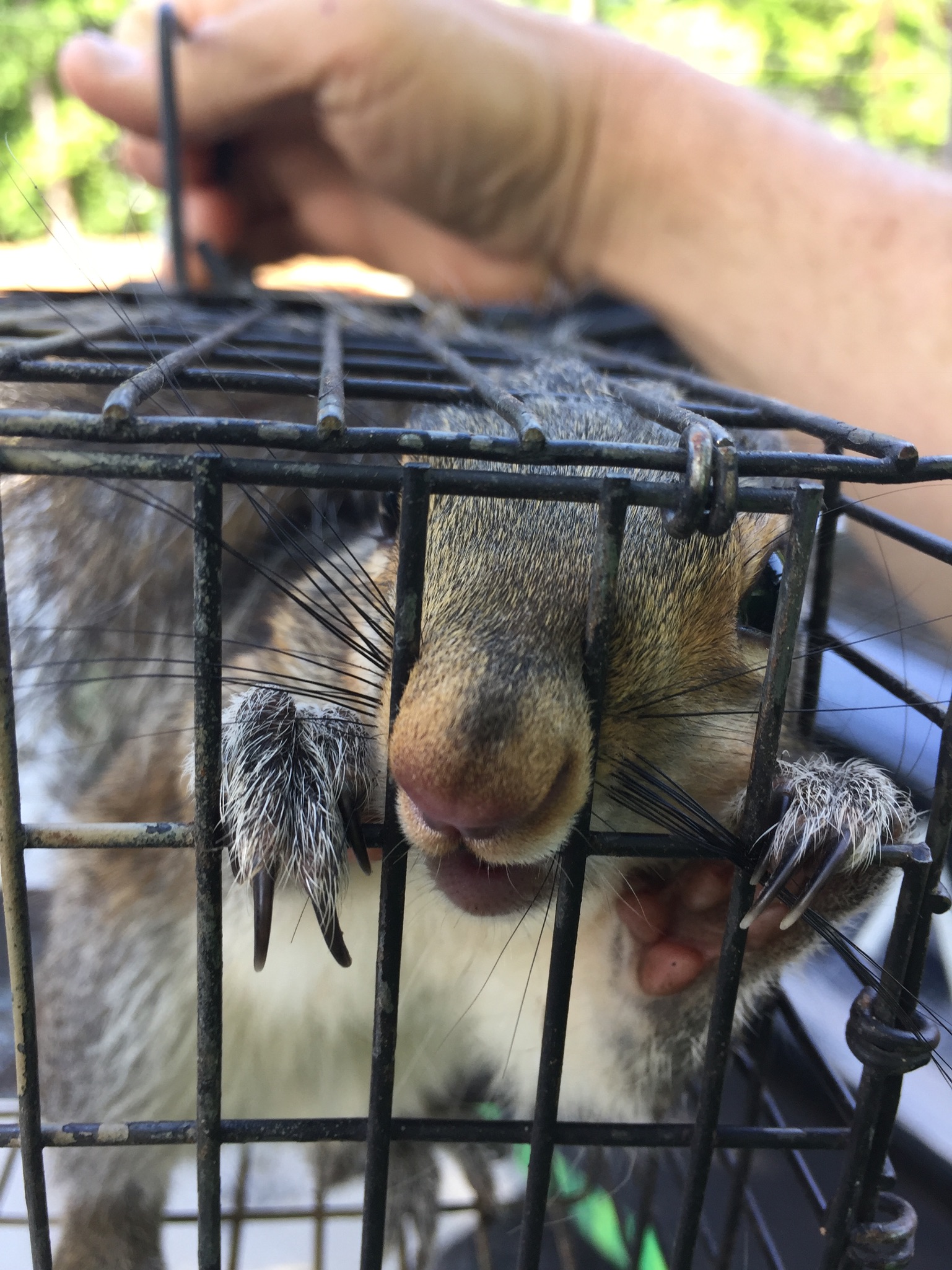 flying squirrel trap, flying squirrel traps, flying squirrel cage