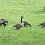 nuisance goose removal - Milton goose hazing - goose control