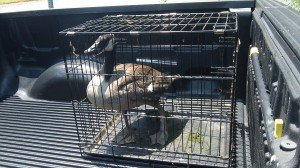 Johns Creek goose removal