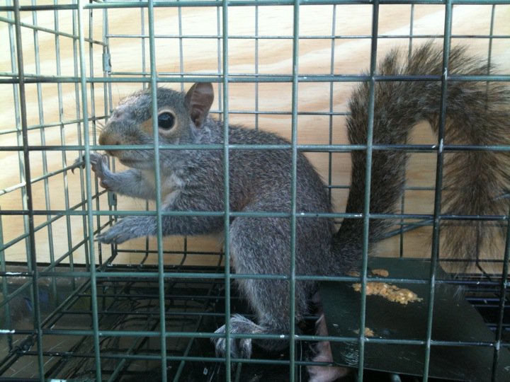 squirrel trapping