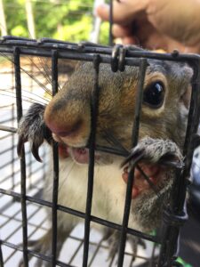 duluth squirrel trapped