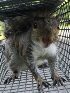 squirrel trapped in duluth