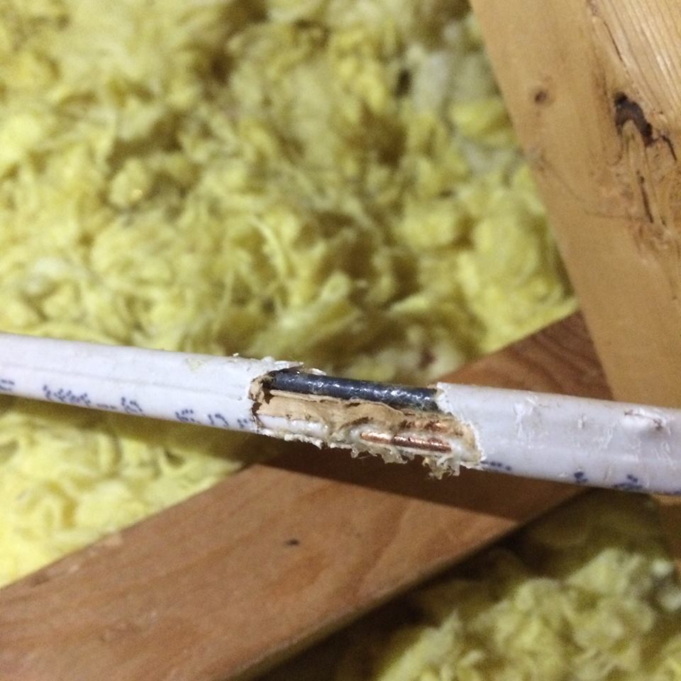 wires chewed in attic