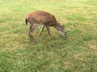 Did you find a dead deer in your yard? – Now what?