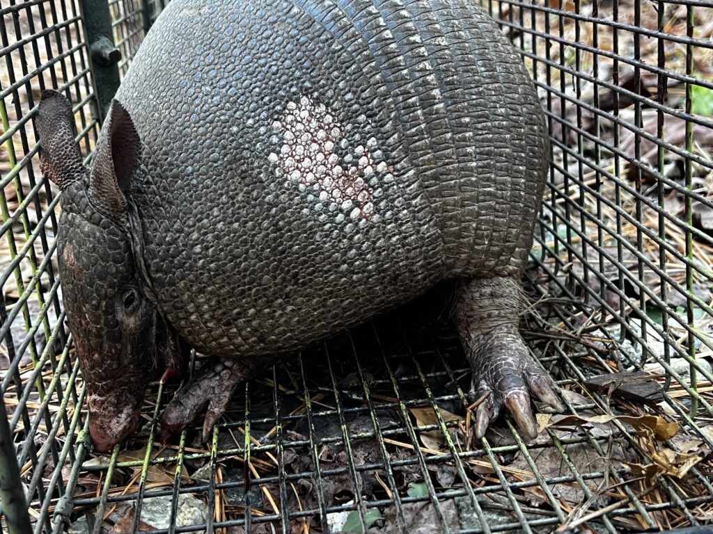 Armadillo Trapping Services