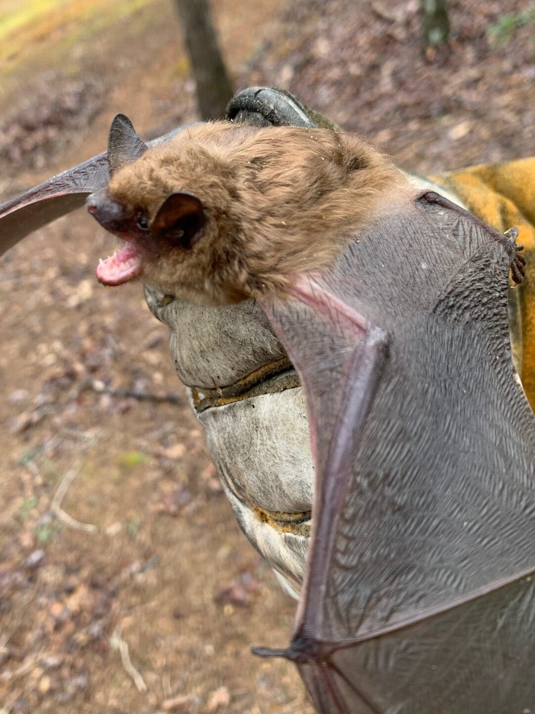 dawsonville Bat Removal Services