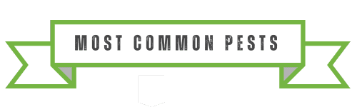 Most Common Alpharetta Pest Control Culprits